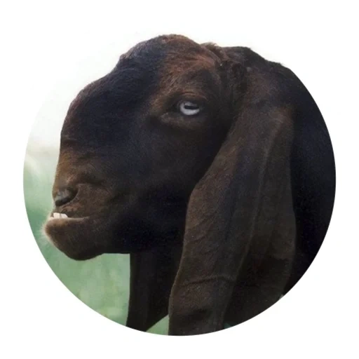la cabra, cabra nubia, cabra shami kamori, chami de cabra damasiana, nubia de cabra negra sin cuernos