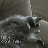 guaxinins, raccoon doméstico, faixa de guaxinim, faixa de guaxinim, listras de guaxinim dormindo