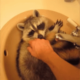 guaxinim, raccoon doméstico, faixa de guaxinim, faixa de guaxinim, lavagem de faixa de guaxinim