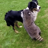 cão, cão, animais, bobik dog é real, a raça de bernky zennenhund
