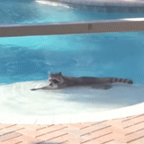 raccoon strip gif, the raccoon floats the pool, the girl drowned the pool