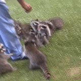 raccoon, animals, raccoon cub, raccoon animal, cute animals