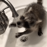 raton laveur, grue rayée de raton laveur, le raton laveur est lavé par la salle de bain, bath rayé du raton laveur, raccoon strip lave la vaisselle