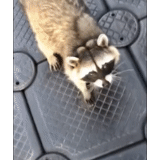 raccoon, raccoon, animals, raccoon strip, lost raccoon