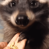 guaxinins, guaxinim, brave raccoon, raccoon da habitação, faixa de guaxinim