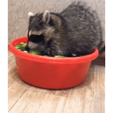 guaxinins, raccoon da habitação, faixa de guaxinim, raccoon strip green, raccoon está sem teto