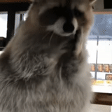 guaxinim, guaxinim, o guaxinim é fofo, raccoon da habitação, faixa de guaxinim