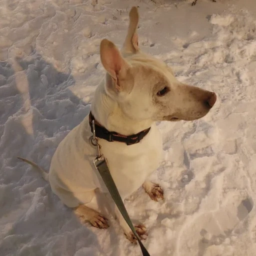 cane, i cuccioli, gli animali, cane di asti, animali per cani