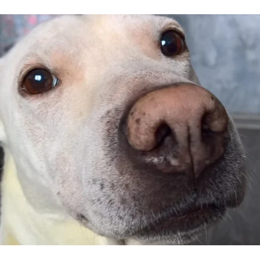 chiens, nez de chien, chiens animaux, grand labrador, chien du labrador