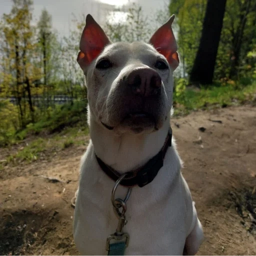 bulsterier dog, cão de staffordshire, staffordshire terrier, a raça staffordshire terrier, staffordshire terrier dog