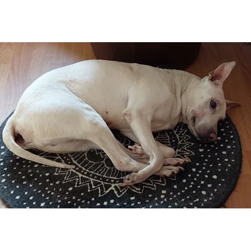 der bull terrier schläft, bulsterer hund, die rasse mobber, die hunderasse ist ein bullenterrierer, der hundestaffordshire terrier