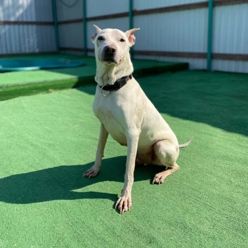 anjing, anjing berdengung, anjing dan hewan, bull terrier, staffordshire terrier