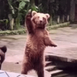 bear, медведь, оставшийся, прикольный медведь, медведь машет лапой гифка