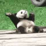gifer, панда гифка, гифки животные, гифка панда пьяная, панда гифки смешные