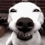 собачий нос, собака улыбака, смеющаяся собака, улыбающаяся собака, собака улыбака оригинал