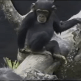 обезьяна, шимпанзе, обезьянки, гифка обезьяна, обезьяна мартышка