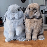 кролик, толстый кролик, вислоухий кролик, большие домашние кролики, карликовый вислоухий кролик