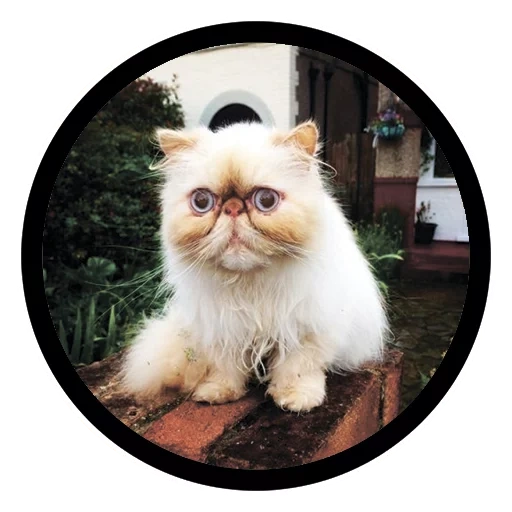 персидский кот, персидская кошка, кошка похожая меня, персидский кот смешной, гималайская персидская кошка