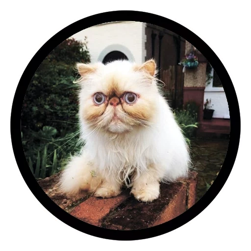 persian cat, persian cat, the cat is like me, persian cat funny, himalayan persian cat