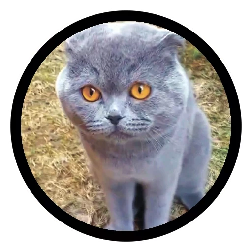 gatto, gatto grigio, gatto parlante, funny seal, scottish fold cat