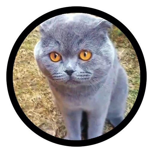 cat, gray cat, talking cat, funny cats, scottish fold cat