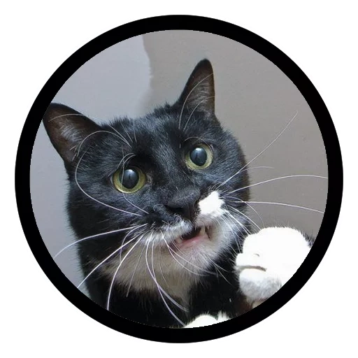 gato, gato, o bigode de gato, gato preto, o gato é preto