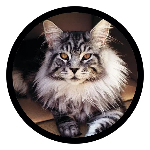 maine coon, cat maine kun, cat maine kun, breed maine kun, breed kotov main kun