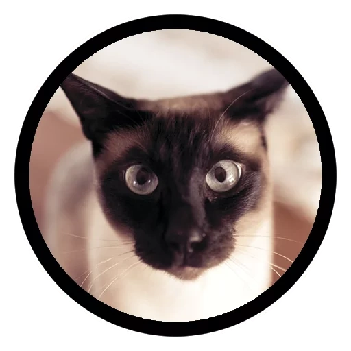 siamese cat, gatto siamese, gatto siamese, le foche siamesi, i gatti siamesi implorano