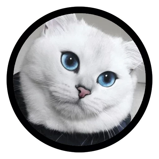 gato kobi, kobi cat, gato azul eyed, os olhos azuis de um gato, o gato é olhos azuis
