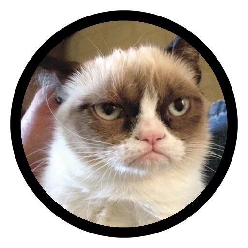cat meme, gloomy cat, dissatisfied cat, dissatisfied cat meme, gloomy cat with an inscription