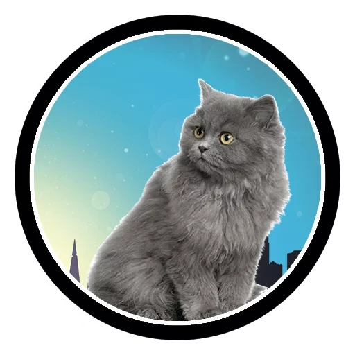félins, cat grey, étiquettes pour chats, cat grey, chat poilu gris