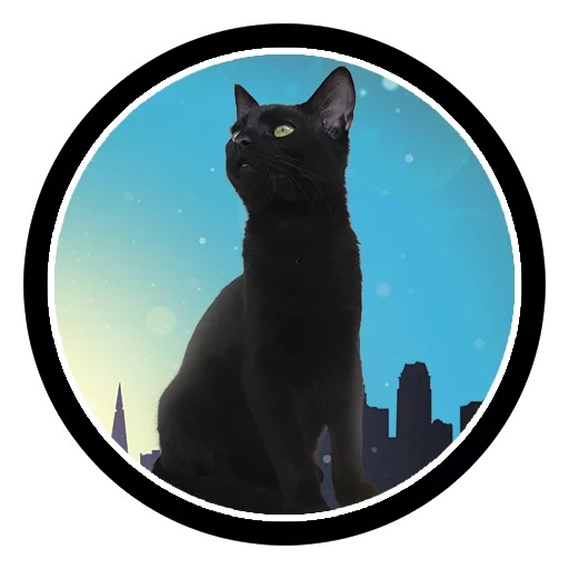 katze, schwarze katze, schwarzer kater, schwarze katze, bombay cat