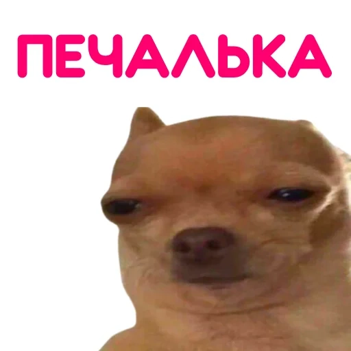 чихуахуа, мем собака, собака мемов