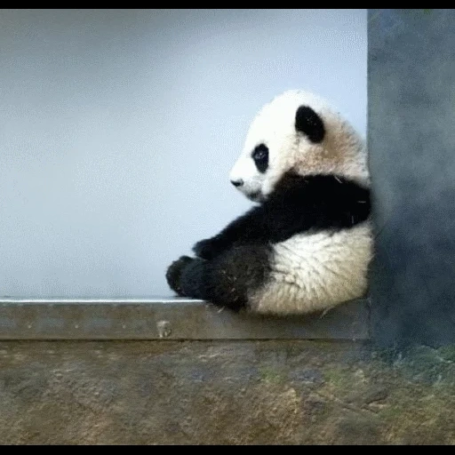panda, sou um panda, urso panda, panda está triste, cub panda