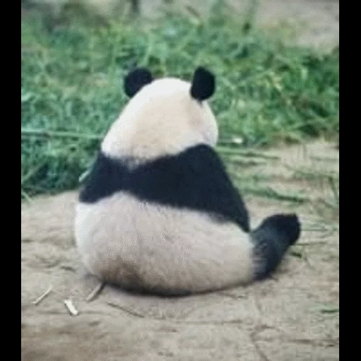 panda, panda panda, panda ist groß, trauriger panda, beleidigter panda