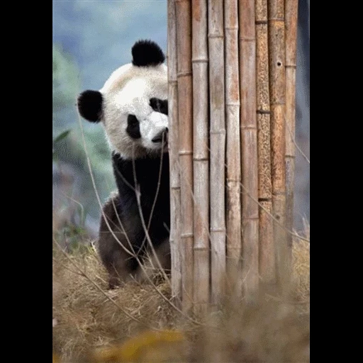 panda, panda panda, kung fu panda 3, panda raksasa, panda kecil kecil