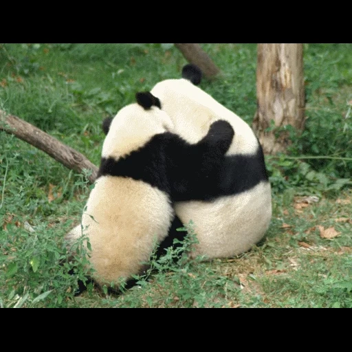 попа панды, большая панда, животные панда, гигантская панда, животные забавные