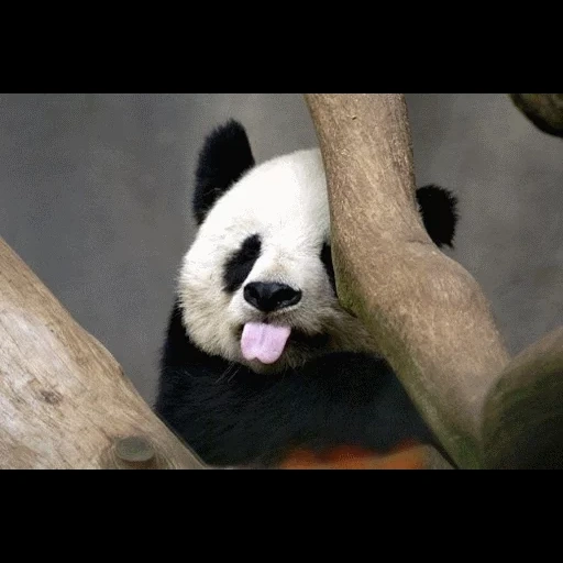 panda, panda panda, panda cub, riesenpanda, panda zeigt eine ziege