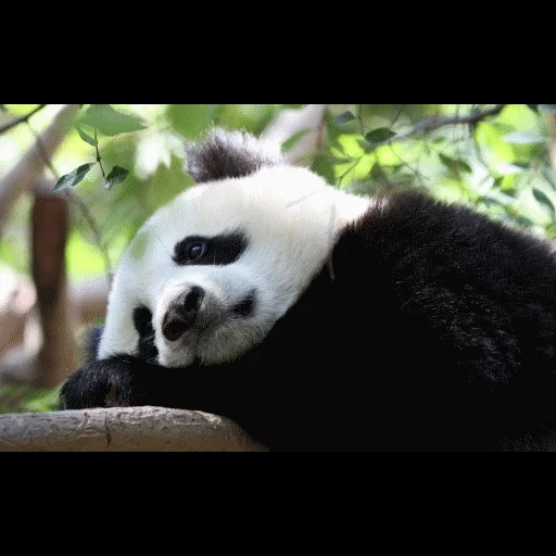 panda, panda gigante, panda è un animale, panda è triste, bellissimo panda