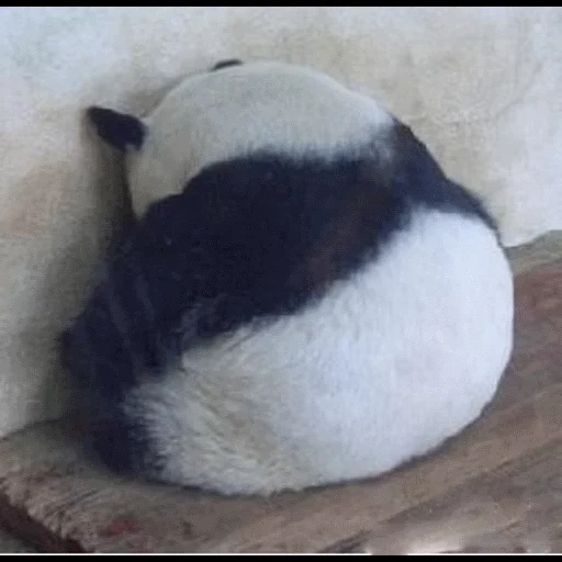 gato, panda, panda está triste, animales panda, panda ofendido