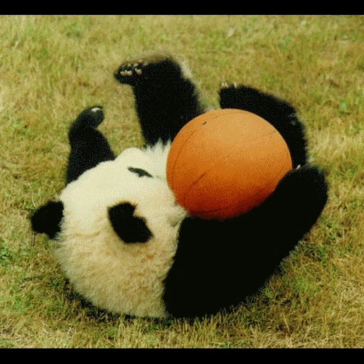 panda, panda panda, panda dengan bola, panda raksasa, panda toy linkimals