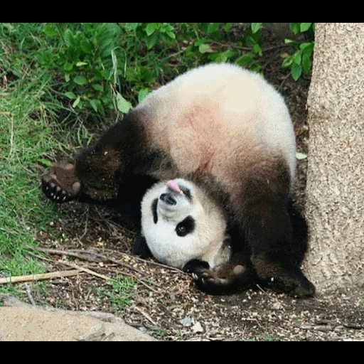 панды смешные, панда большая, гигантская панда, панда московском зоопарке, панда жуи московском зоопарке