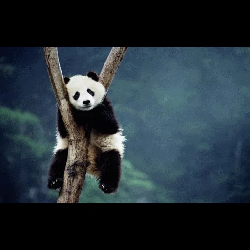 панды, панда панда, панда бамбук, большая панда, панда смеется