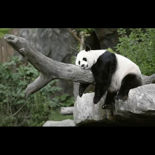 panda, je suis un panda, panda mim, panda géant, panda géant
