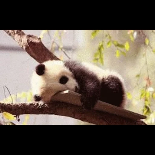 панда, панда малыш, спящая панда, большая панда, животные панда