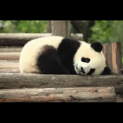 панда, orsi панда, панда панда, большая панда, гигантская панда