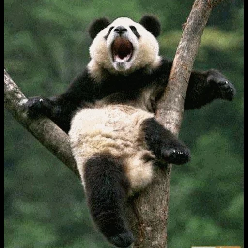 humor panda, panda, panda somnoliento, feliz panda, panda divertida