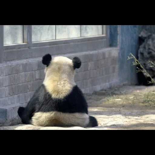un panda, pelusa, panda está esperando, oso panda, panda