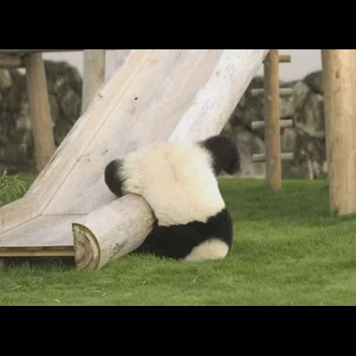 humor panda, panda raksasa, panda lucu, panda hooligan, panda raksasa