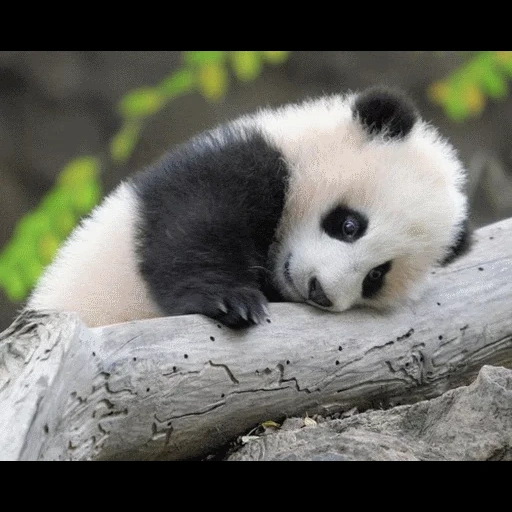 panda, pandochka, panda doux, panda géant, le panda est un animal